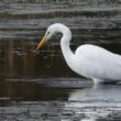 Grande Aigrette dans le marais de l’Etournel